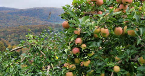 Go Apple Picking, Then Sleep In A Cabin Surrounded By Fall Foliage On This Weekend Getaway In Massachusetts