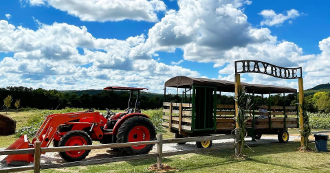 Go Sunflower and Apple Picking, Then Sleep In A Cabin Surrounded By Fall Foliage On This Weekend Getaway In Arkansas