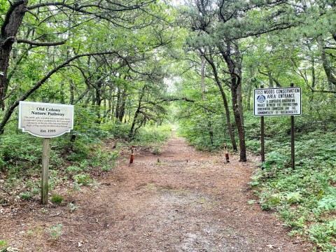 Old Colony Nature Pathway Features A Tunnel Of Trees In Massachusetts And It's Positively Magical