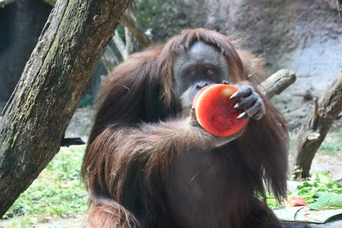 Trick Or Treat With The Animal Kingdom's Wildest Creatures At The Louisville Zoo's Boo At The Zoo