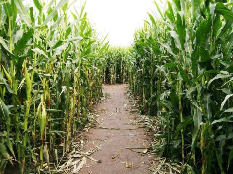 DixieMaze Farms Has An 8-Acre Corn Maze In Louisiana That’s Just As Magnificent As It Sounds