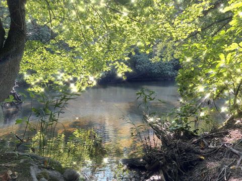 Hike This Boardwalk To Nowhere In Rhode Island For A Magical Woodland Adventure