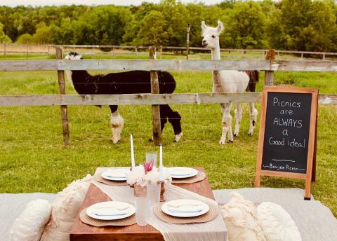 You Can Drink Wine With Llamas At Prairie Patch Farms In Iowa