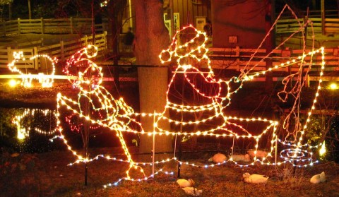 This Tennessee Zoo Has One Of The Most Spectacular Christmas Light Displays You’ve Ever Seen