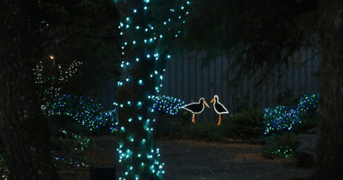 You Simply Have To See This Oregon Aquarium Decorated With Over 500,000 Christmas Lights