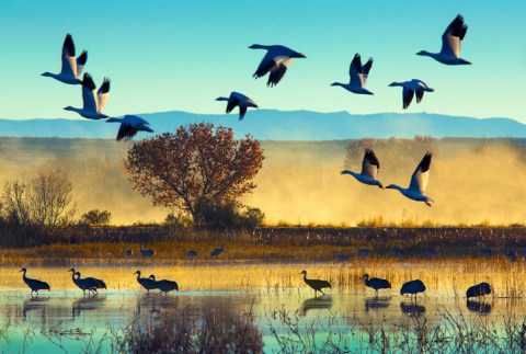 Every Fall, This Tiny Town In New Mexico Holds The Best Wildlife Festival In America