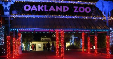 This Northern California Zoo Has One Of The Most Spectacular Christmas Light Displays You’ve Ever Seen