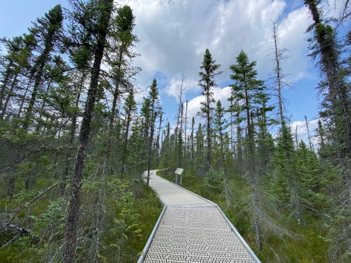 minnesota peatland bog