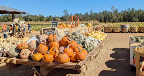 Go Pumpkin Picking, Then Sleep In A Cabin Surrounded By Fall Foliage On This Weekend Getaway In Northern California