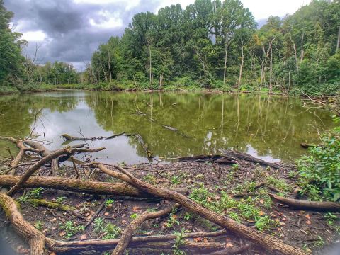 The Pinhook Bog Trail At Indiana Dunes National Park Might Be One Of The Most Peaceful Hikes In Indiana