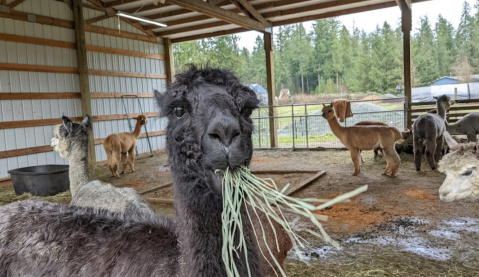 Hike To Moss Lake, Then Play With Alpacas At Cascade Rose Alpacas In Washington