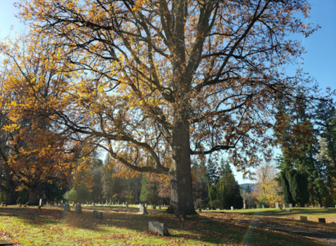 You Won’t Want To Visit The Notorious Bayview Cemetery In Washington Alone Or After Dark