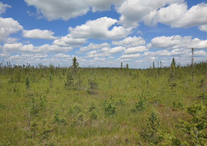 minnesota peatland bog