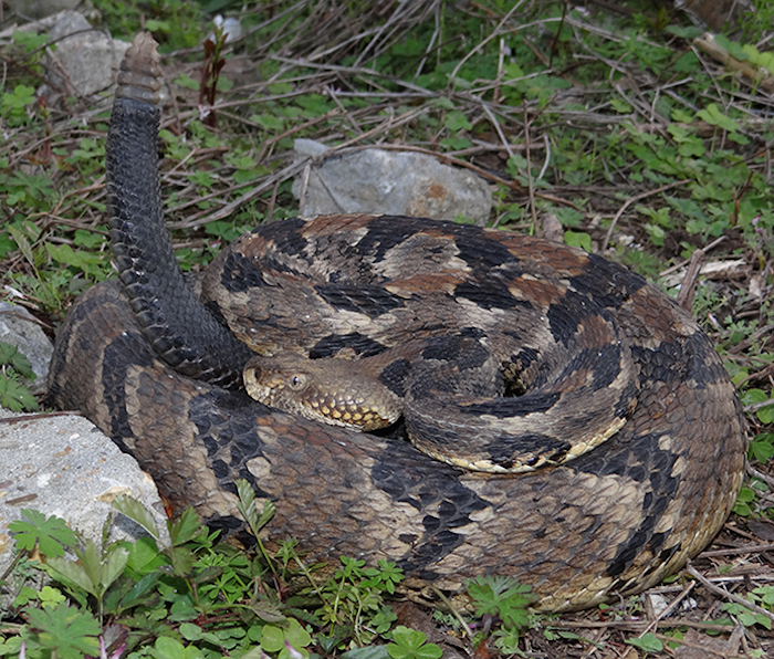 Ferne Clyffe may be the most dangerous park in Illinois.