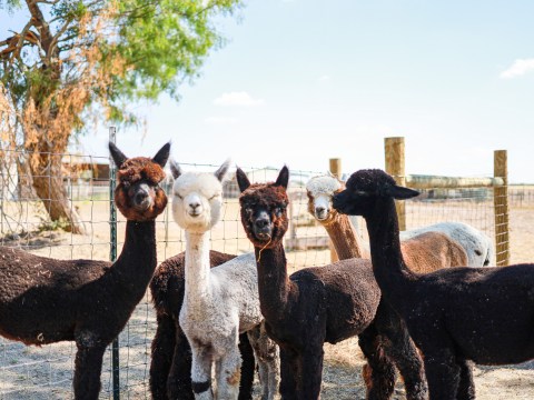 Pick Pumpkins And Pet Alpacas At This Adorable Fall Festival In Texas