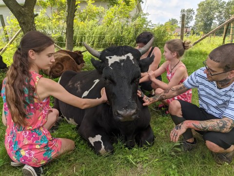 Cuddle With Cows On This Unique Adventure in Michigan