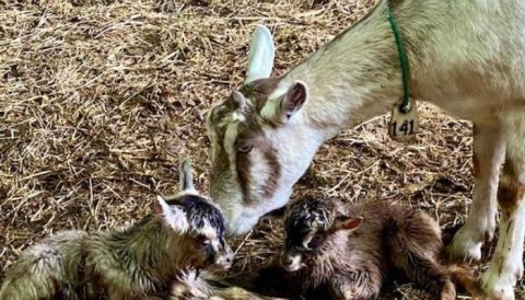 There's A Bed and Breakfast On This Goat Farm In North Carolina And You Simply Have To Visit