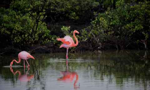 It's Bizarre To Think That West Virginia Is Home To The World's Largest Flamingo Collection, But It's True