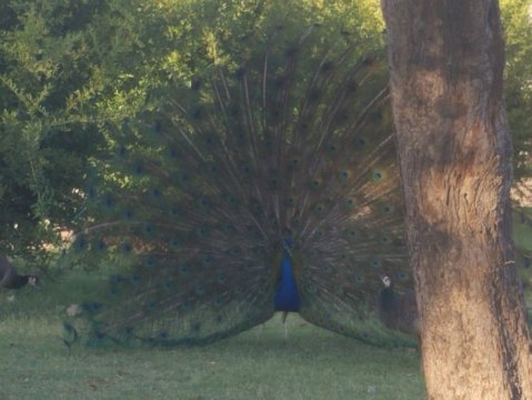 The Unique Park In Arizona Where Over 40 Peacocks Roam Free