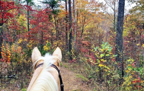 Take A Fall Foliage Trail Ride On Horseback At Warden Station Horse Camp In Alabama