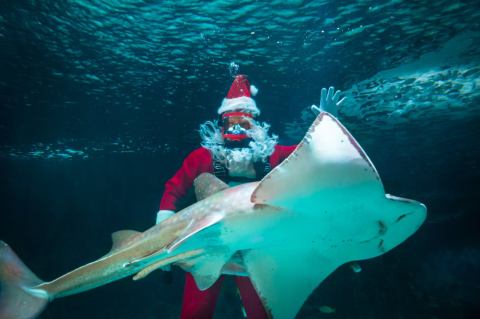 The Kentucky Christmas Celebration Where You Can Visit With A Scuba Diving Santa