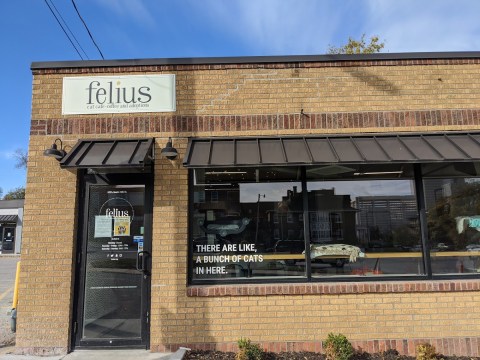 Felius Is A Completely Cat-Themed Catopia Of A Cafe In Nebraska