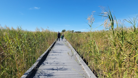 Enjoy An Unexpectedly Magical Hike On This Little-Known Boardwalk Trail In Louisiana