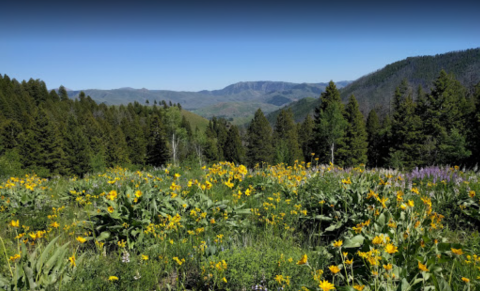 Don't Let These Stunning Views Fool You, Adam's Gulch In Idaho Is Actually An Easy Hike