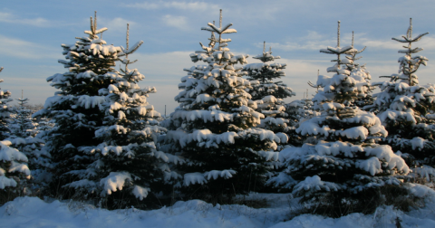 It's Not Christmas In Iowa Until You Do These 11 Enchanting Things