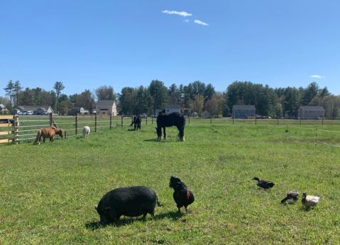 You’ll Never Forget A Visit To Whip City, A One-Of-A-Kind Animal Sanctuary In Massachusetts