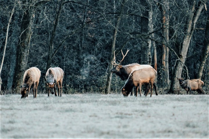 winter getaway in Arkansas