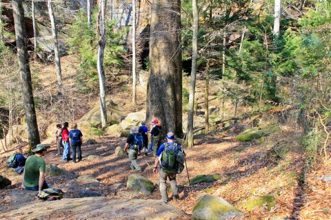 Hike This Ancient Forest In Alabama That’s Home To A 500-Year-Old Tree