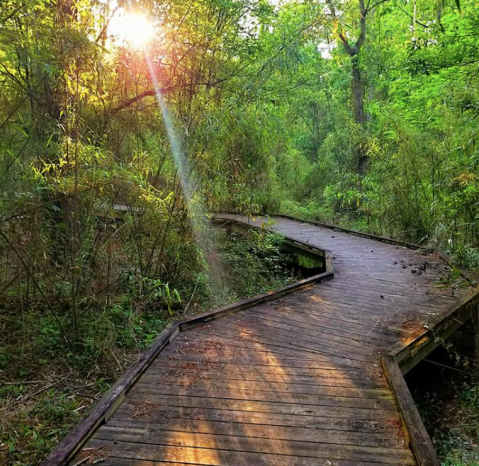 12 Scenic State Parks In Louisiana To Explore, One For Each Month Of The Year