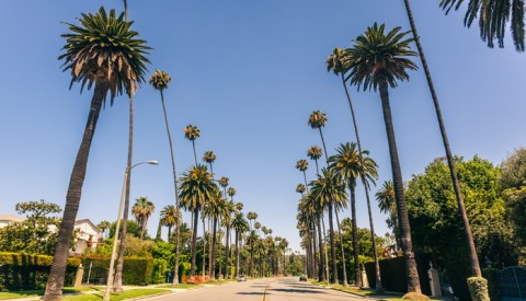 Few People Know The Iconic Palm Trees In Southern California Were Actually Imported From Mexico