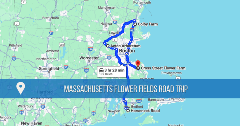 Take This Road Trip To The 5 Most Eye-Popping Flower Fields In Massachusetts