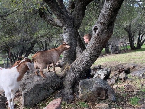 Drinking Coffee With Critters Is One Of The Most Unique Experiences You Can Have In Northern California