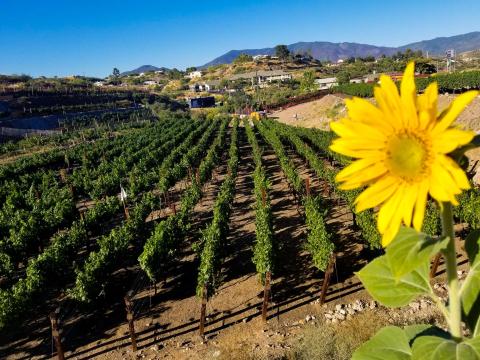 Sip Wine And Pet Farm Animals At This Petting Zoo Vineyard In Arizona