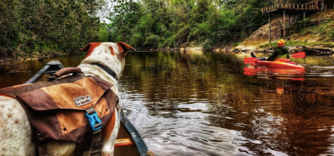 Paddling Through The Hidden Black Creek Is A Magical Mississippi Adventure That Will Light Up Your Soul