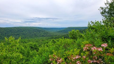 There’s An Emerald Forest Hiding In Pennsylvania That’s Too Beautiful For Words