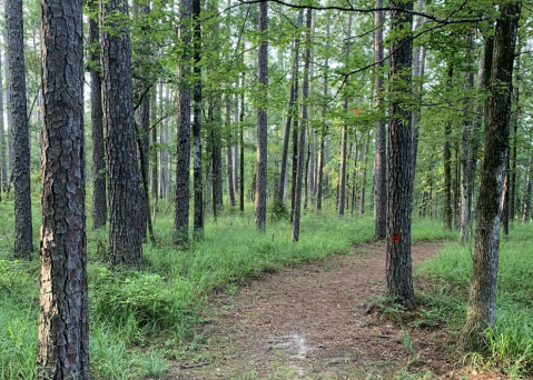 Enjoy An Unexpectedly Magical Hike On This Little-Known Forest Trail In Louisiana