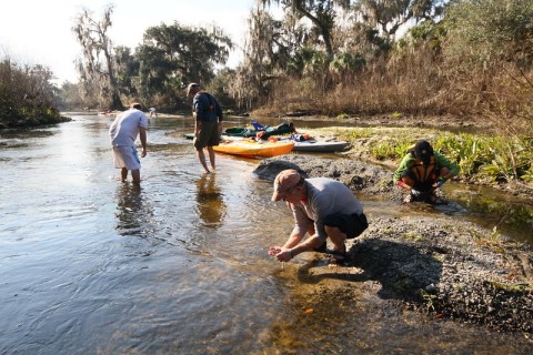 Search For Fossils At Peace River In Florida Which Was A Historic Transportation Route Once Upon A Time