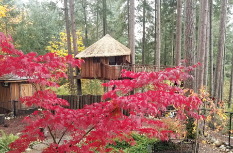 Stay In A Safari-Themed Treehouse Airbnb In Washington