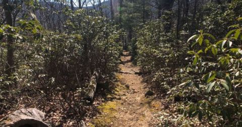 The Creepiest Hike In Virginia Takes You To An Abandoned Cabin In The Woods