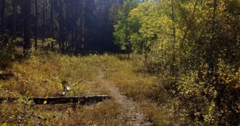 The Little-Known Abandoned Mine In South Dakota You Can Only Reach By Hiking This 4 Mile Trail