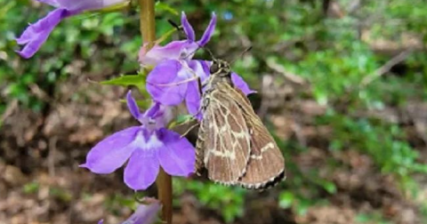 It's Impossible Not To Love This Breathtaking Wildflower Trail In South Carolina