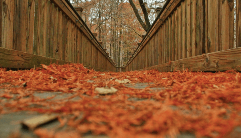 You'd Never Know One Of The Most Incredible Natural Wonders In Mississippi Is Hiding In This Tiny Park