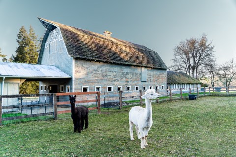 Take A Trail Walk With Llamas At Topstall Farm In Washington