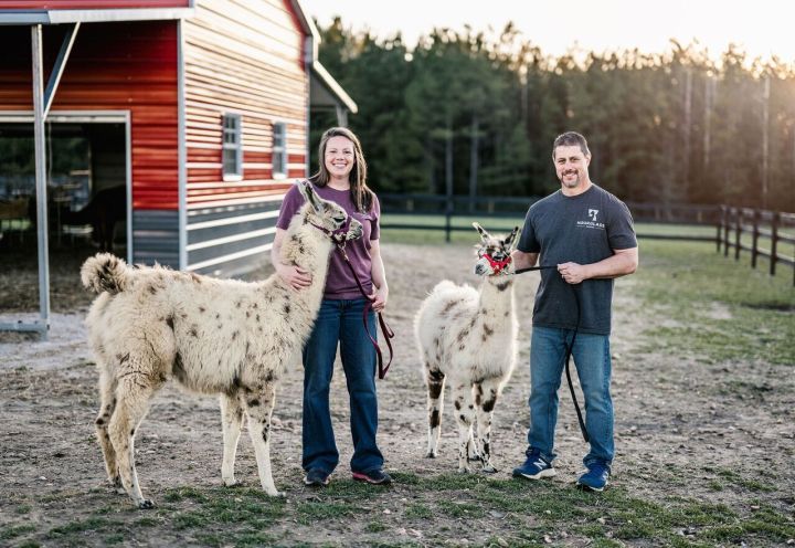 Alpaca Farm in South Carolina