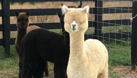 Stanley Alpaca Farm In South Carolina Makes For A Fun Family Day Trip