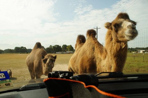 This Drive-Thru Safari Park In Texas Is Also A Petting Zoo, And Animal Lovers Will Have A Blast